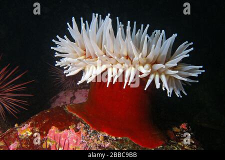 Fish-eating anemone (Urticina piscivora), Folger Island, Barkley Sound, BC Stock Photo