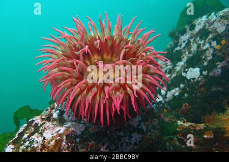 Fish-eating anemone, Urticina piscivora, Folger Island, Barkley Sound, BC Stock Photo