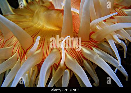 Fish-eating anemone (Urticina piscivora), Mozino Point, Tahsis Inlet, BC Stock Photo