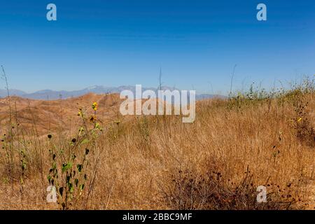 Prairie sunflowers (Helianthus petiolaris) and San Bernardino Mountains in the distance, Chino Hills State Park, Chino, California, United States Stock Photo