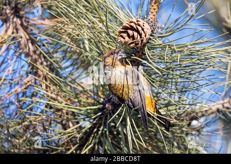 Crossbill sitting on the pine cone at branch in the forest Stock Photo