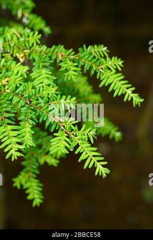 Hemlock needles, Haida Gwaii, Formerly known as Queen Charlotte Islands, British Columbia, Canada Stock Photo