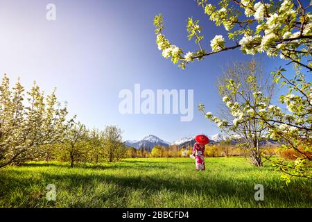 Woman in kimono with red umbrella in the garden with white cherry blossom flowers at snowy mountain background Stock Photo