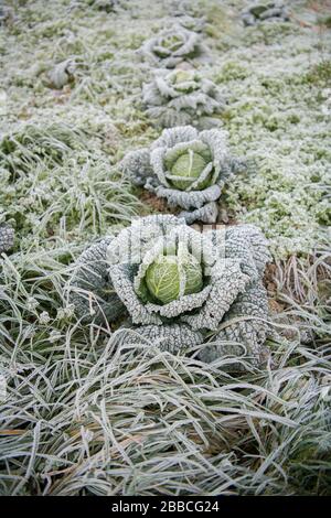 Savoy cabbage (Brassica oleracea convar. capitata var. sabauda) with hoarfrost on field, North Rhine-Westphalia, Germany Stock Photo