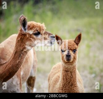 A yearling Alpaca with mother, Manitoba, Canada Stock Photo