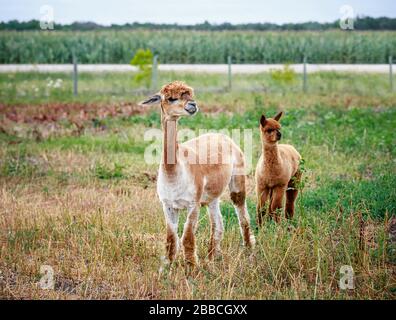 A recently sheared adult Alpaca and unsheared baby Alpaca in a farm field, Manitoba, Canada. Stock Photo