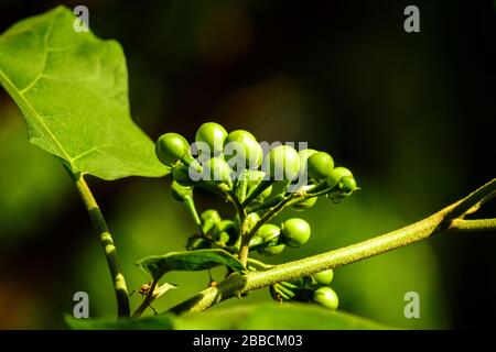 Turkey berry (Solanum torvum) Stock Photo