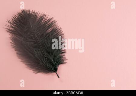 Beautiful black feather on pinc background Stock Photo