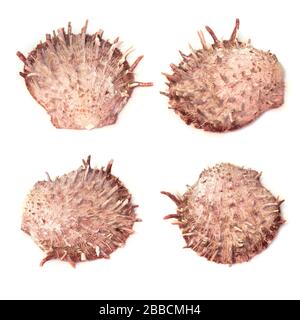 Collection of seashells Spondylus reevei isolated on white background. Stock Photo