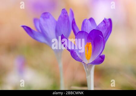 Blooming purple crocuses (Crocoideae) on a meadow in the city park Grosser Garten Stock Photo