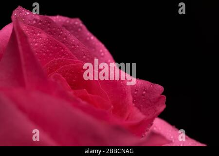 Pink rose flower isolated on black background Stock Photo