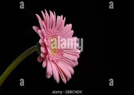 Pink Gerbera flower isolated on black background Stock Photo