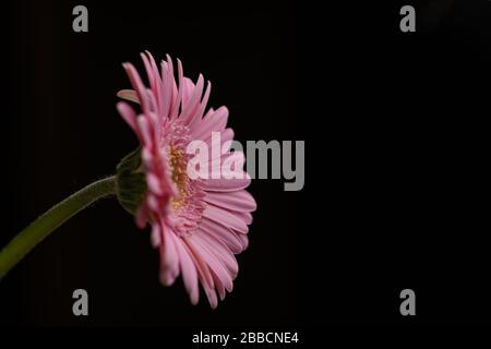Pink Gerbera flower isolated on black background Stock Photo