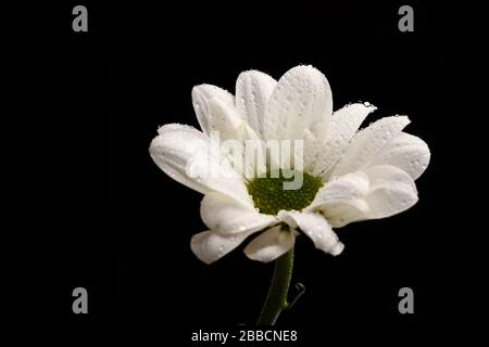 Daisy flower isolated on black background Stock Photo