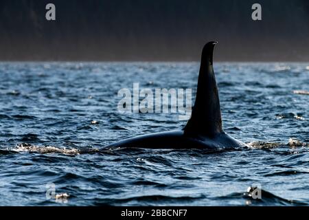 Northern Resident Orca (Orcinus orca) Whales (A pod), Johnstone Straight, Vancouver Island, BC Canada Stock Photo