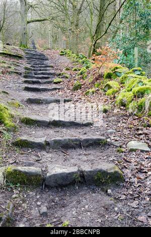 An old stepped footpath climbing through the trees of Otley Chevin Forest Park Stock Photo