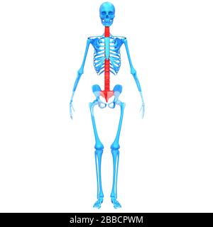 Vertebral Column of Human Skeleton System Anatomy Stock Photo