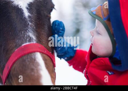 A toddler giving a friendly horse a pat-down in British Columbia Stock Photo