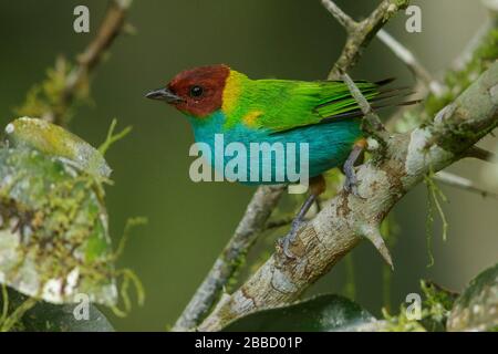 Bay-headed Tanager (Tangara gyrola) perched on a branch in the South of Ecuador. Stock Photo