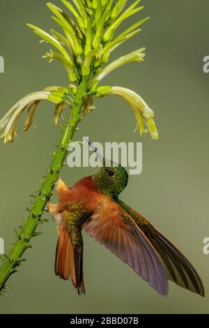 Chestnut-breasted Coronet (Boissonneaua matthewsii) flying while feeding at a flower in the South of Ecuador. Stock Photo