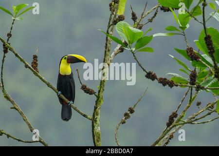 Chestnut-mandibled Toucan perched on a branch in the South of Ecuador Stock Photo