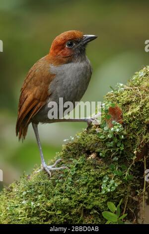 Chestnut-naped Antpitta (Grallaria nuchalis) perched on a branch in the South of Ecuador. Stock Photo