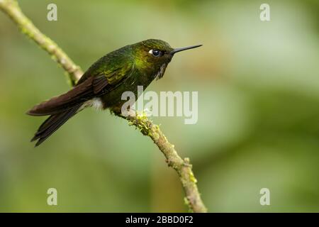 Bay-headed Tanager (Tangara gyrola) perched on a branch in the South of Ecuador. Stock Photo