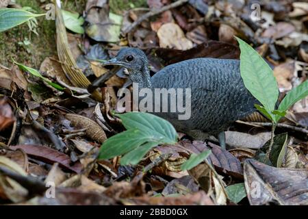 Gray Tinamou (Tinamus tao) feeding on the forest floor in the South of Ecuador. Stock Photo