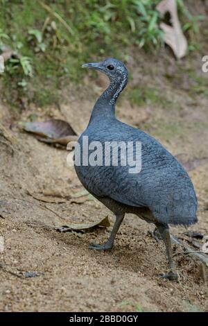 Gray Tinamou (Tinamus tao) feeding on th eforest floor in the South of Ecuador. Stock Photo