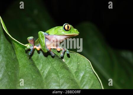 Yellow-eyed leaf frog (agalychnis annae) Costa Rica Stock Photo
