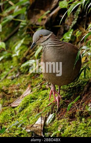 White-throated Quail-Dove (Geotrygon frenata) feeding on th eforest floor in the South of Ecuador. Stock Photo