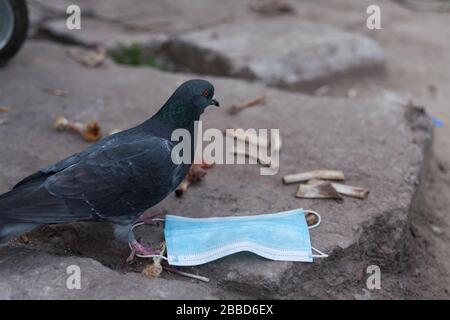 Medical mask and bird of the world. Dove and medical mask. The concept of nature pollution and the transmission of infection through birds. Global pro Stock Photo