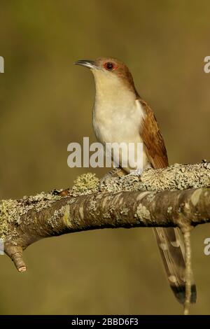 Black-billed Cuckoo (Coccyzus erythropthalmus) perched on a branch in Ontario, Canada. Stock Photo