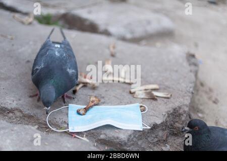 Medical mask and bird of the world. Dove and medical mask. The concept of nature pollution and the transmission of infection through birds. Global pro Stock Photo