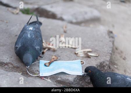 Medical mask and bird of the world. Dove and medical mask. The concept of nature pollution and the transmission of infection through birds. Global pro Stock Photo