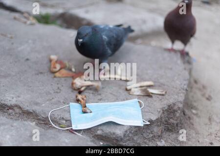 Medical mask and bird of the world. Dove and medical mask. The concept of nature pollution and the transmission of infection through birds. Global pro Stock Photo