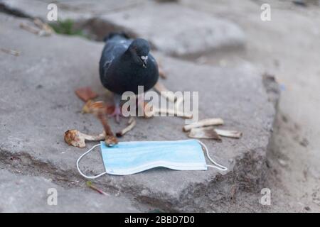 Medical mask and bird of the world. Dove and medical mask. The concept of nature pollution and the transmission of infection through birds. Global pro Stock Photo