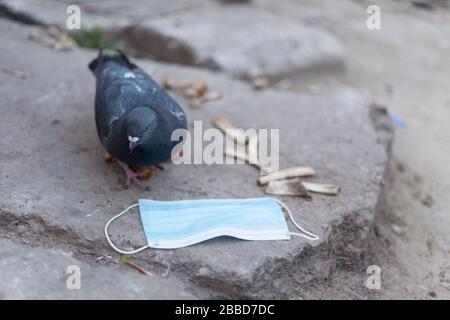 Medical mask and bird of the world. Dove and medical mask. The concept of nature pollution and the transmission of infection through birds. Global pro Stock Photo