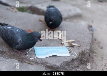 Medical mask and bird of the world. Dove and medical mask. The concept of nature pollution and the transmission of infection through birds. Global pro Stock Photo