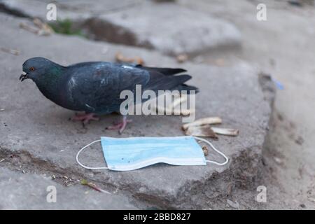 Medical mask and bird of the world. Dove and medical mask. The concept of nature pollution and the transmission of infection through birds. Global pro Stock Photo