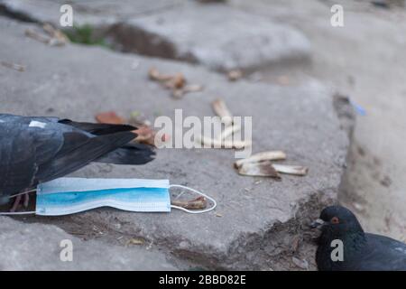 Medical mask and bird of the world. Dove and medical mask. The concept of nature pollution and the transmission of infection through birds. Global pro Stock Photo