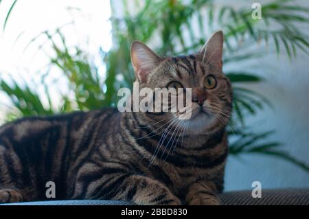 British tabby cat on the table in a calm pose Stock Photo