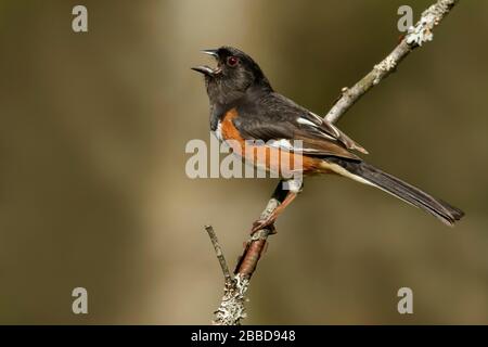 Eastern Towhee (Pipilo erythrophthalmus) perched on a branch in Ontario, Canada. Stock Photo