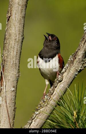 Eastern Towhee (Pipilo erythrophthalmus) perched on a branch in Ontario, Canada. Stock Photo