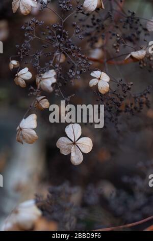 Dried hydrangea bush Stock Photo