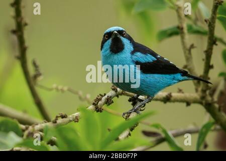 Turquoise Dacnis (Dacnis hartlaubi)  perched on a branch in the Andes mountains in Colombia. Stock Photo
