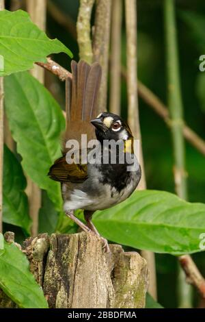 White-eared Ground-sparrow (Melozone leucotis) perched on a branch near San Jose, Costa Rica. Stock Photo