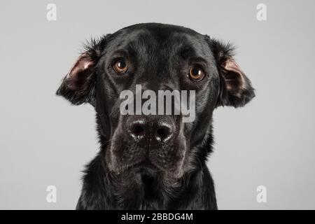 Portrait of a black lab in the UK Stock Photo