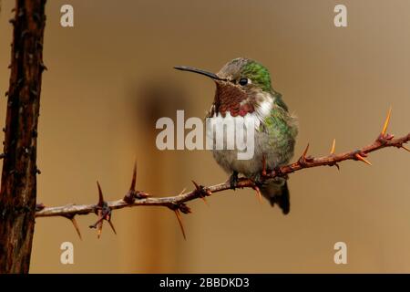 Broad-tailed Hummingbird (Selasphorus platycercus) perched on a branch in Guatemala in Central America. Stock Photo
