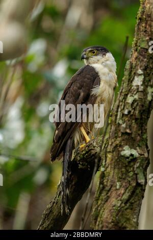 Collared Forest-Falcon, Micrastur semitorquatus, perched on a branch in Guatemala in Central America Stock Photo